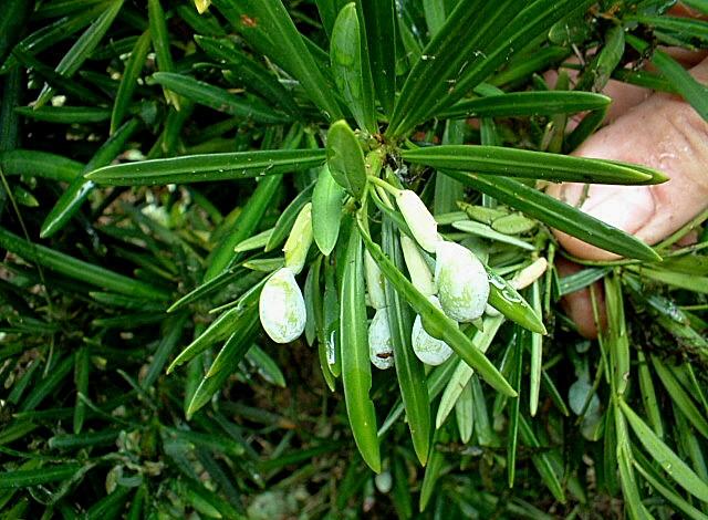 Cephalotaxus harringtonia